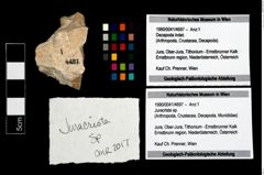Foto (Objekt + Etikett) von Juracrista sp.  (NHMW-GEO-1990-0041-4697)